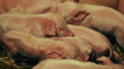 Newborn Piglets Nestling Close Sharing Body Heat While Resting Together in Wooden Barn Enclosure