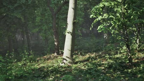 Wooded Forest Trees Backlit By Golden Sunlight
