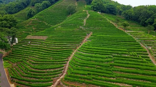 Atemberaubende Luftaufnahme von üppigen Teeplantagen auf sanften Hügeln in einer ruhigen Landschaft