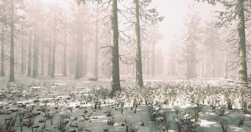 Enchanted Winter Forest with Soft Snow Covering the Ground and Trees
