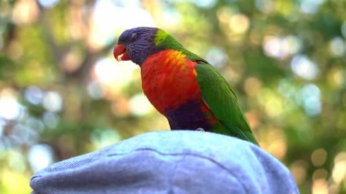 Wilder und wunderschöner Regenbogenlori, Trichoglossus moluccanus, der auf dem Gipfel thront und plappert