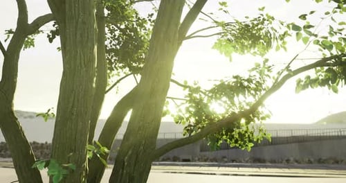 Sunlight Filtering Through Vibrant Green Leaves at a Serene Park Setting