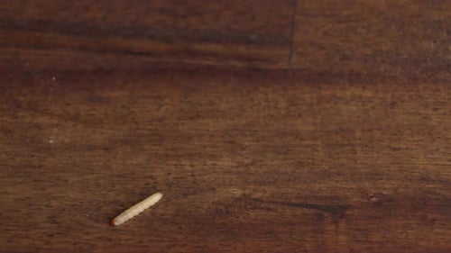 Maggot Crawling Slowly on Brown Wood Surface