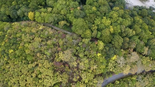 over the green forest