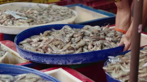 Fresh Shrimp for Sale at Outdoor Market Stall