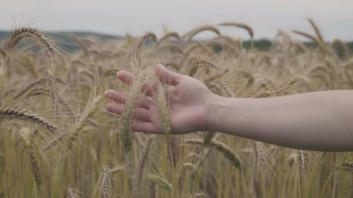Close-up view of barley ears close to harvest time. A woman's hand entering the frame and showing th