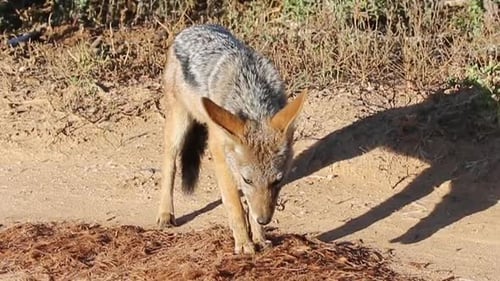 Un chacal à dos noir se nourrissant au sol dans le parc national des éléphants d'Addo, en Afrique du Sud - gros plan