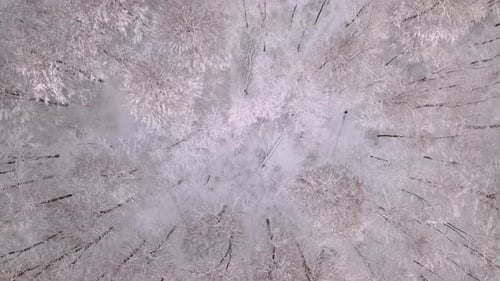 Top down aerial of forest covered in snow