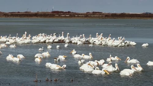 Large colony of American White Pelicans in the shallow waters along the Gulf Intercoastal Waterway i