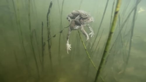Male toad mounted on female, fertilizing eggs underwater in pond