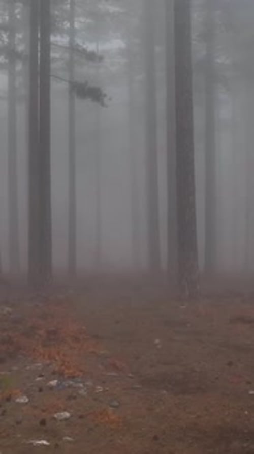 Vertical Video Misty Forest Flight Between Trees in the Foggy Forest