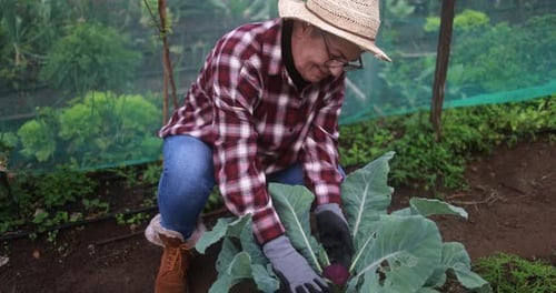 Senior woman taking care of her vegetables in the ecologic garden