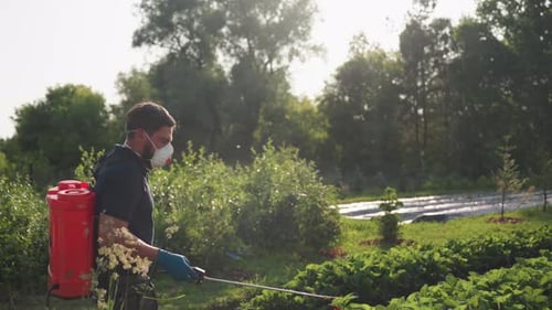 Man Spraying Pesticide in Rural Garden with Backpack Sprayer