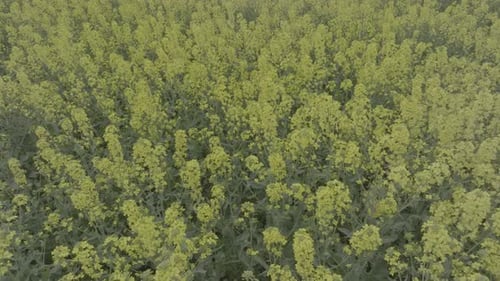 Blooming Rapeseed Field on a Sunny Day Flying Above Stunning Yellow Rape Fields in Spring Aerial