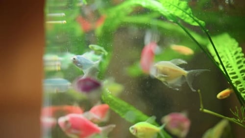 Group of Colorful Tropical Fish Swimming Inside Home Aquarium with Green Plants
