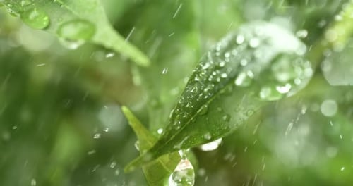 Close up of raindrops in super slow motion. Rain drips on the green leaves of the plant.