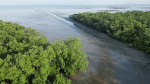 A river with a green mangrove forest on either side. Aerial view