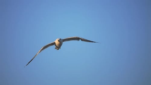 Eine Möwe auf dem Hintergrund eines klaren blauen Himmels Sommerferien Natururlaub