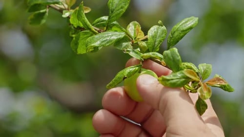 Green Plum