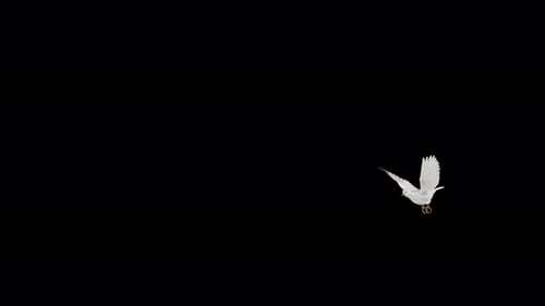 Wedding Dove - White Pigeon Bird with Engagement Rings - Flying Transition I - Alpha Channel - 4K