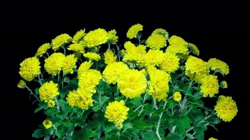 Time Lapse of Blooming Yellow Chrysanthemum on a Bush Close up Over Black Background