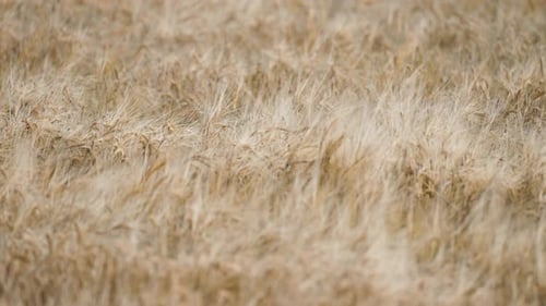 Golden Wheat Field Waves in Gentle Wind Under Soft Natural Light