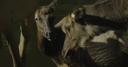 Canadian Wildlife - Herd of deer in a lake eating in the summer