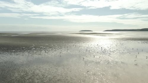 Flock Of Seagulls Foraging In The Pilmore Strand Beach During Low Tide In Cork, Ireland. - aerial sh