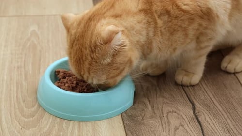Close Up Red Striped Scottish Fold Cat Eats Dry Food From Blue Bowl on the Floor