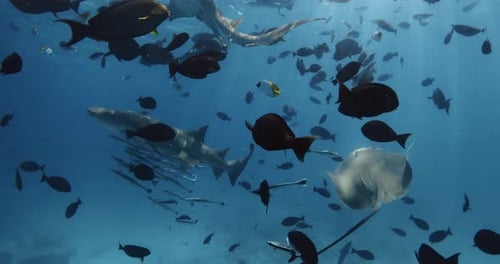 Swimming with Tropical Fishes and Nurse Sharks in Blue Sea School of Fish and Sharks Underwater