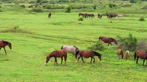 Summer landscape with river, mountains and horses. Group of wild horses
