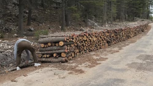Worker Stacking Lumber by Forest Road