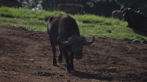 Afrikanischer Büffel geht über das Feld
