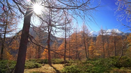 Sonne unter Bäumen im Herbst in den Bergen