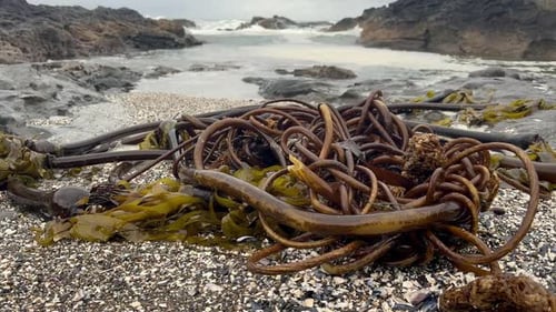 Closeup of seaweed as waves splash on the sandy beach in Oregon, USA.
