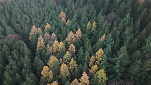 Colorful trees from a bird's eye view. The dense forest shows its beauty in autumn