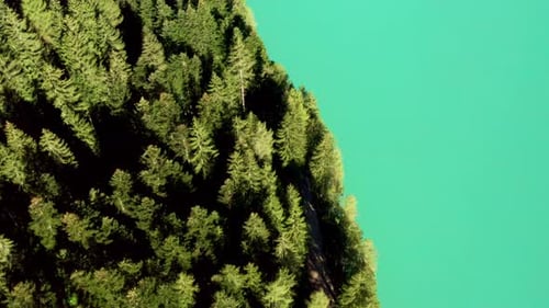 Aerial View of the Lake the Coastline Showcasing Tall Coniferous Trees and the Mesmerizing Turquoise