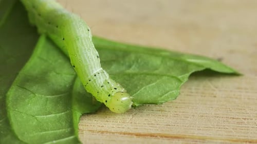Tiny caterpillar eating green leaf, closeup shot with shallow depth of field