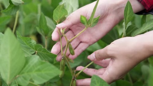 Soybean field. Farmer's hand on a plantation of soybeans, green beans. Growing soybeans. Agriculture