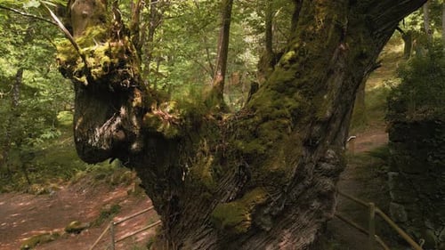 Umzäunter alter Baum mit Moos im Regenwald. Pullback-Schuss