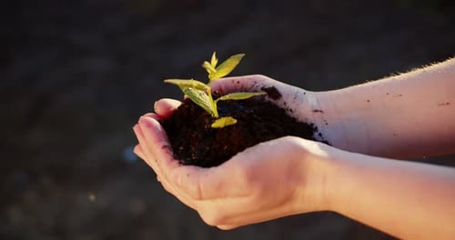 Close Up of Female Hands Holding Green Little Offspring in Black Solid on Gentle Wind Sign of New