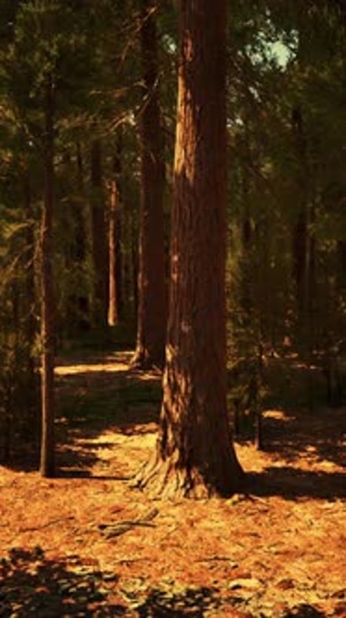 Early Morning Sunlight in the Sequoias of Mariposa Grove
