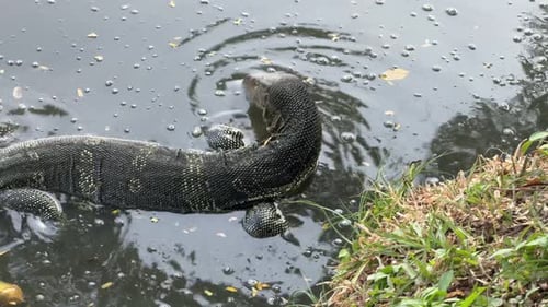 Monitor lizard up close in water Lumpini Park reptile in lake Bangkok