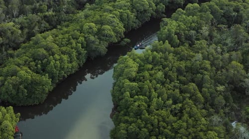 Viaje en barco por un río tranquilo con un denso bosque de manglares