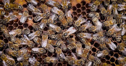 Bienenkönigin und Honigbienen arbeiten an einer Wabennahaufnahme. Bienen sind den Menschen am besten bekannt für ihre