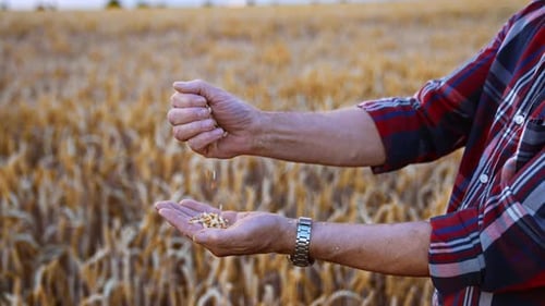 Hands Pouring Wheat Grains in a Field