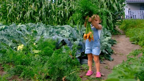 a Child Harvests in the Garden Selective Focus