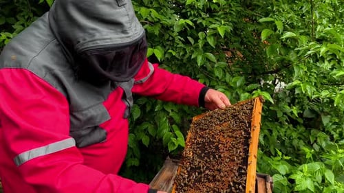 Beekeeper Inspecting Honeycomb Frame Covered with Bees