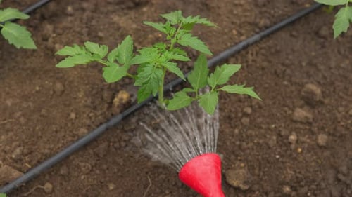 Farmer's Touch Watering Vegetable Plants for Healthy Growth