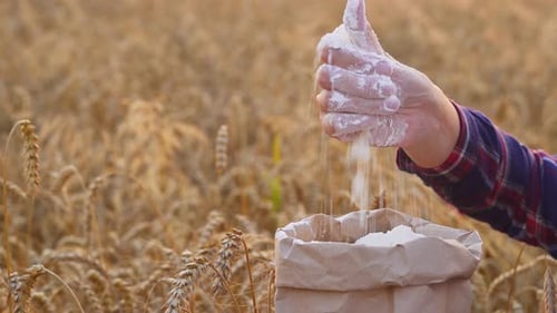 Woman's hand pours flour from hand in paper bag. Wheat flour on field of ripe grains. New harvest